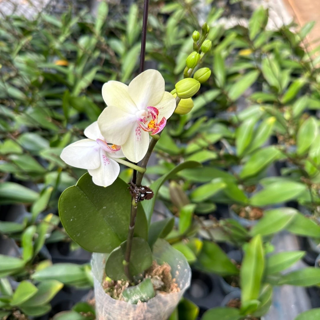 【绿熊】3.0寸加高杯 绿色中花 带花剑