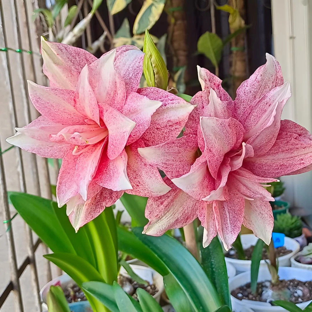 气质美女 台朱朱顶红 重瓣 包对版