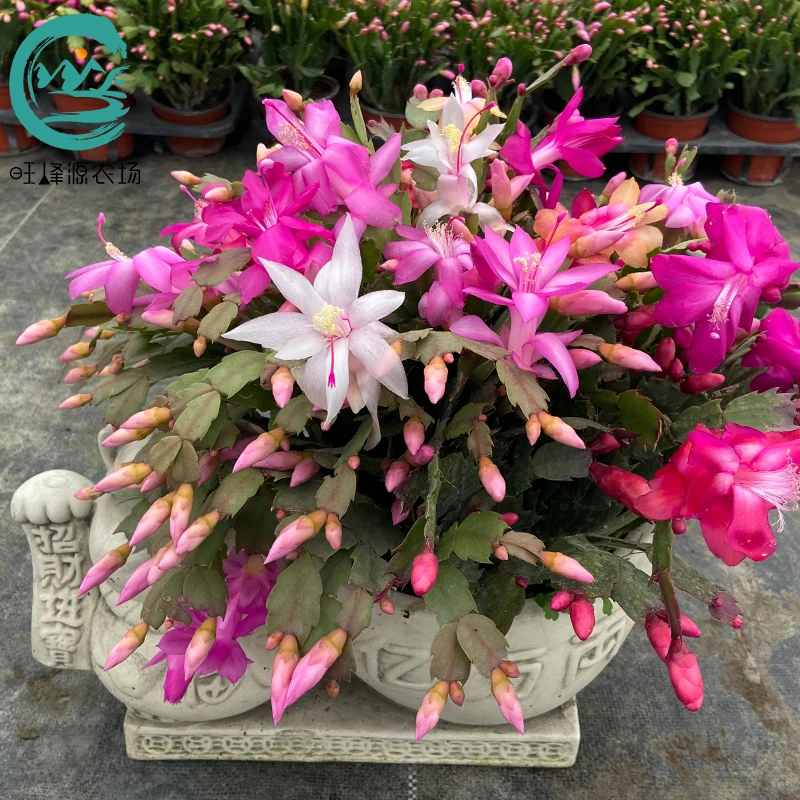 大爆盆蟹爪兰带花苞精品苗