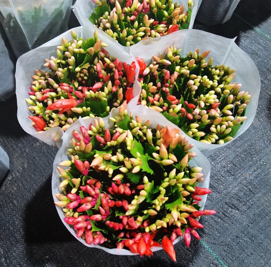 精品一级货多色蟹爪兰3-4色带花苞精品稀缺品种