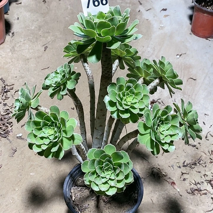 法师植物12345678