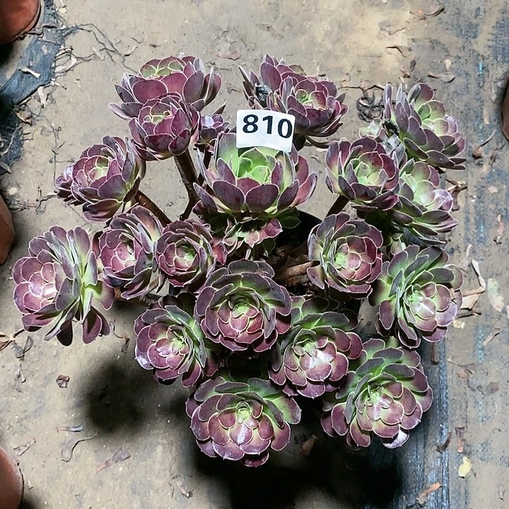 法师植物12345678