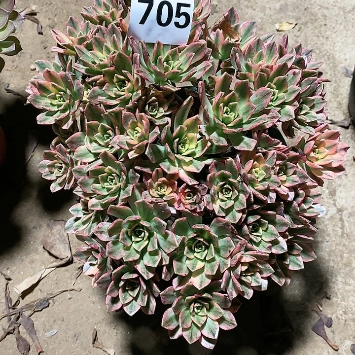 @*冰法师植物12345678
