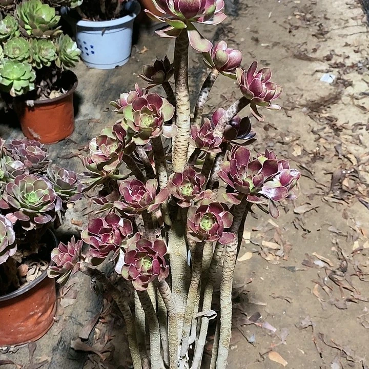 十*行法师植物12345678