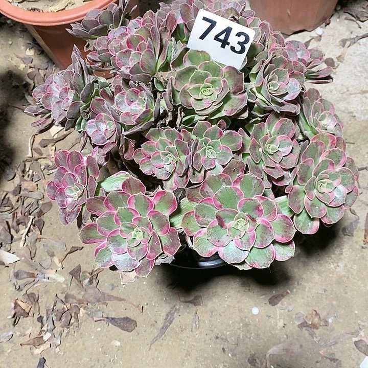 余**在法师植物123345678