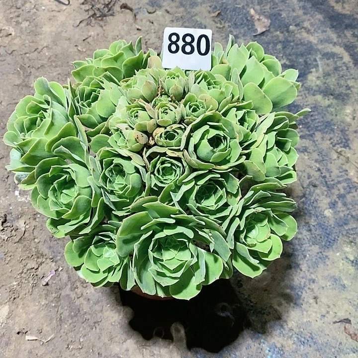 法师植物12345678