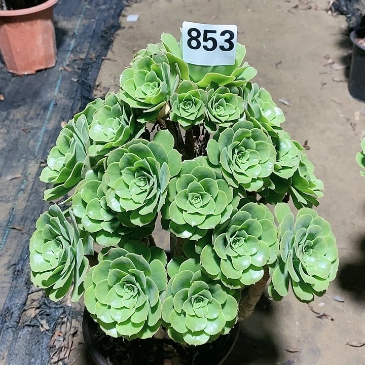 法师植物12345678