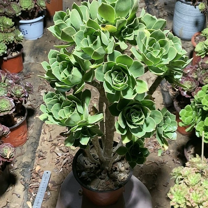 1****0多肉植物12345678