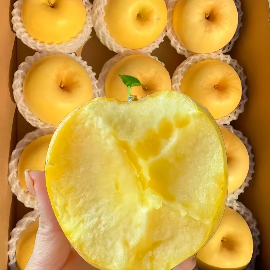 【现货包邮】山东黄金维纳斯苹果脆甜多汁新鲜糖心水果4.5斤包邮