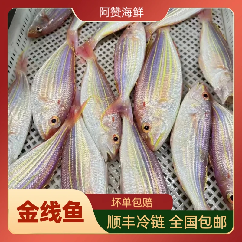 福建泉州海捕金线鱼4条斤到手5斤顺丰冷链