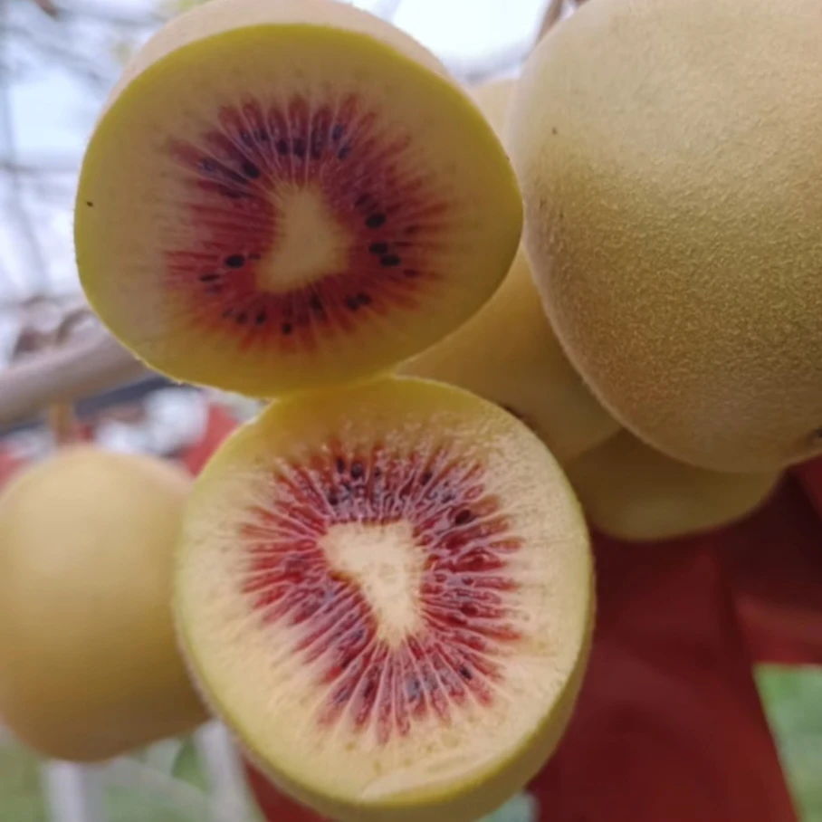 苍溪县红心猕猴桃自己果园现摘现发