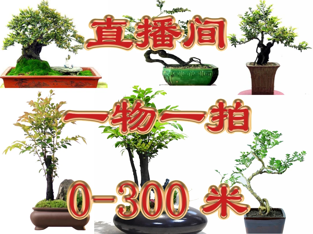 黑骨茶四季常绿净化空气安神杀菌耐旱植物小盆景观叶植物一物一拍