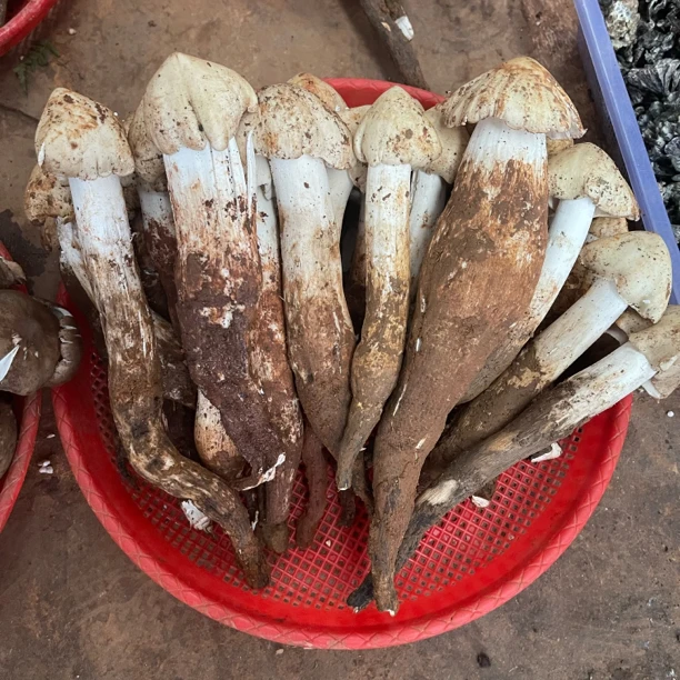 2023年7月新鲜云南野生鸡枞菌500g/1000g