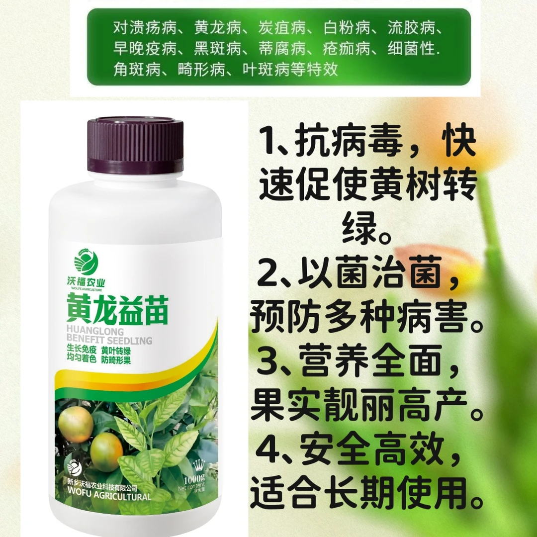 柑橘黄龙黄化疫苗抗病毒以菌治菌黄树转绿增加摘果率