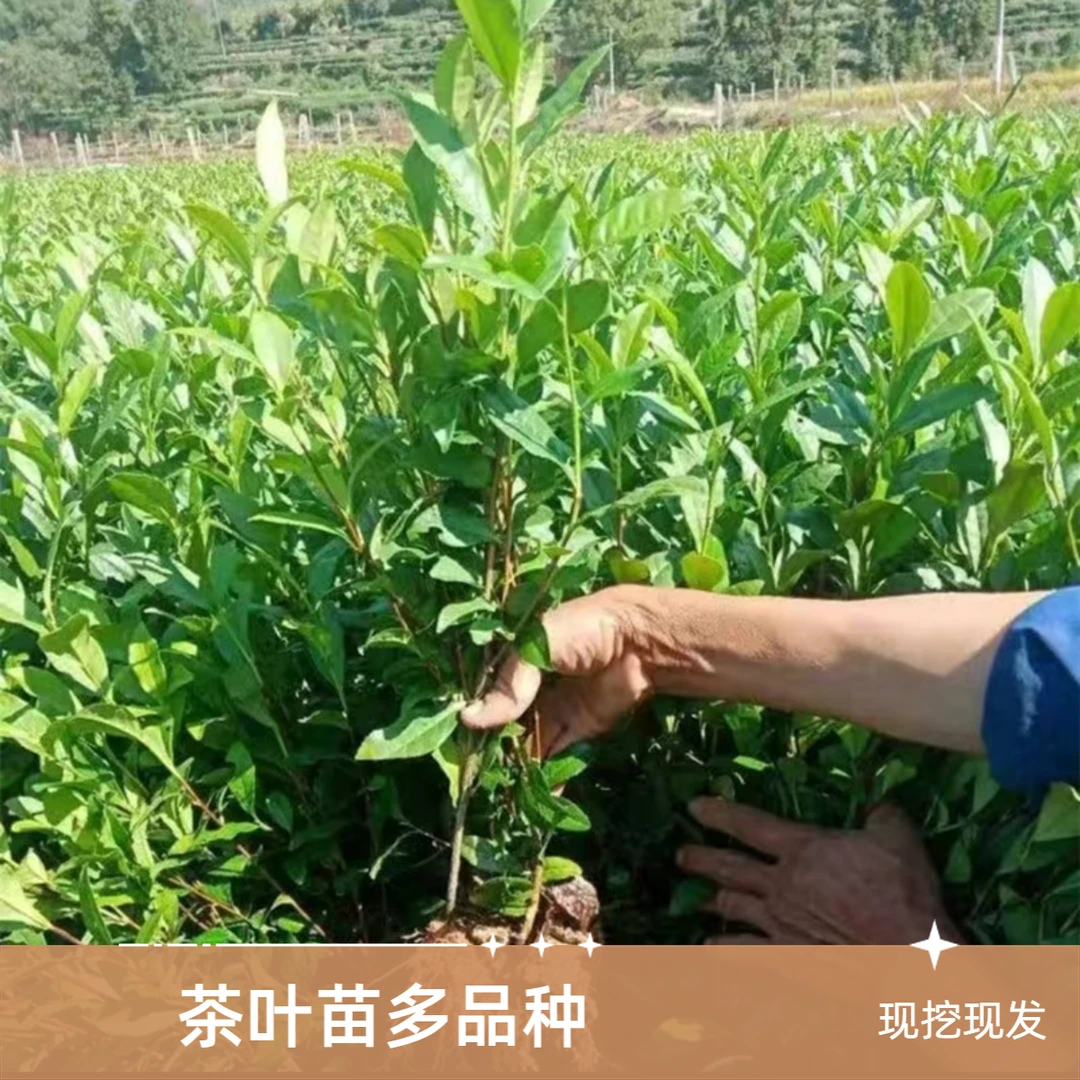 茶叶苗早茶龙井安吉白茶苗黄金芽茶苗碧螺春铁观音盆栽地栽茶树苗