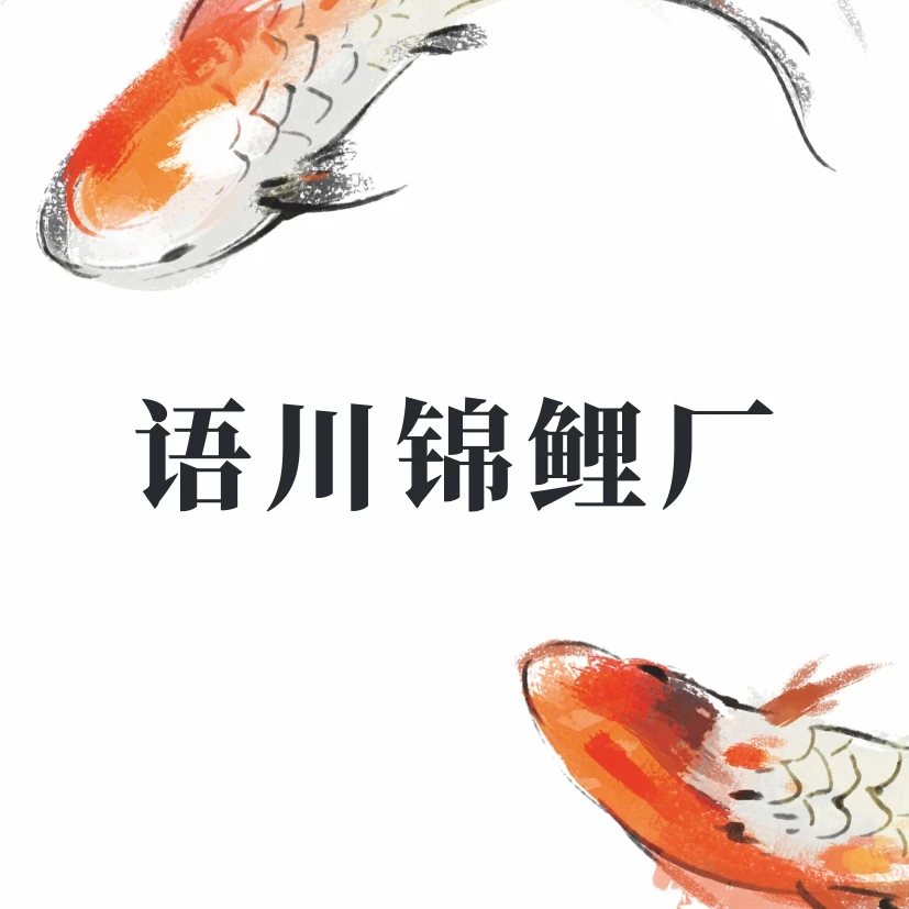 「超萌好物」直播间一物一图,乱拍随机发,板井血统,日本二代锦鲤鱼