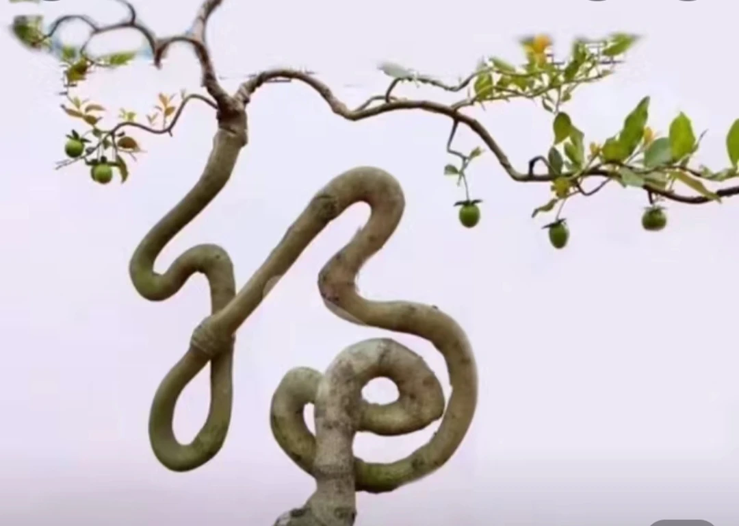 直播间一物一拍，金弹子灌木金弹子      老鸦柿品种桩