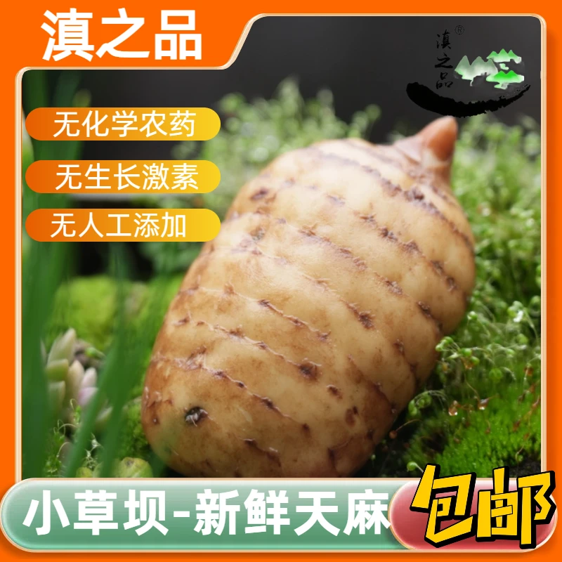 【滇之品】正宗昭通小草坝新鲜天麻1斤/3斤/5斤原产地现挖现发