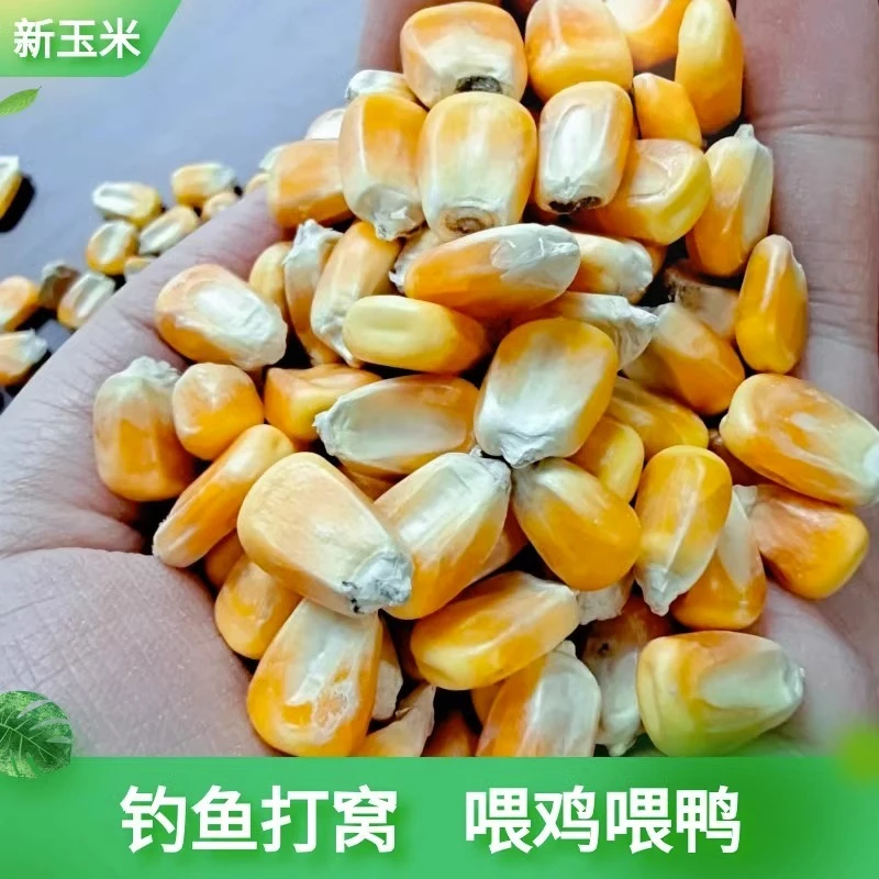 农家自种干玉米粒苞谷米粒喂鸡鸭鹅兔鸽子动物饲料钓鱼打窝1-5斤