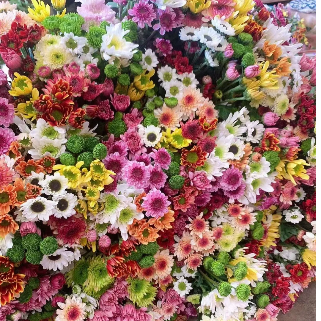【品味花卉】混色小雏菊