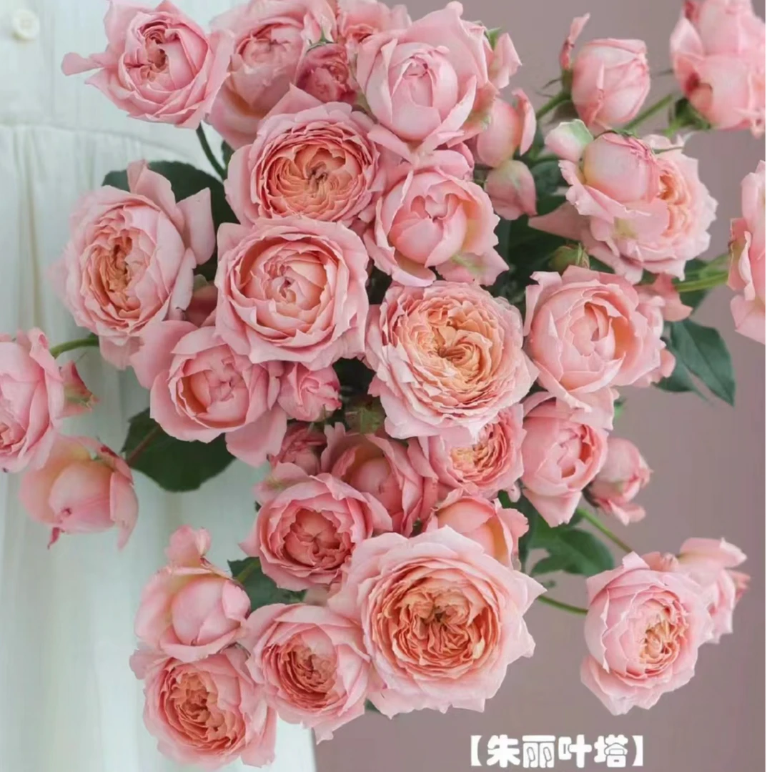 【品味花卉】朱丽叶塔多头玫瑰