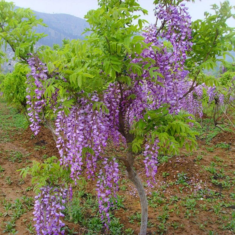 紫藤树苗爬藤植物攀援花卉庭院正宗紫藤花苗树苗盆栽地栽苗