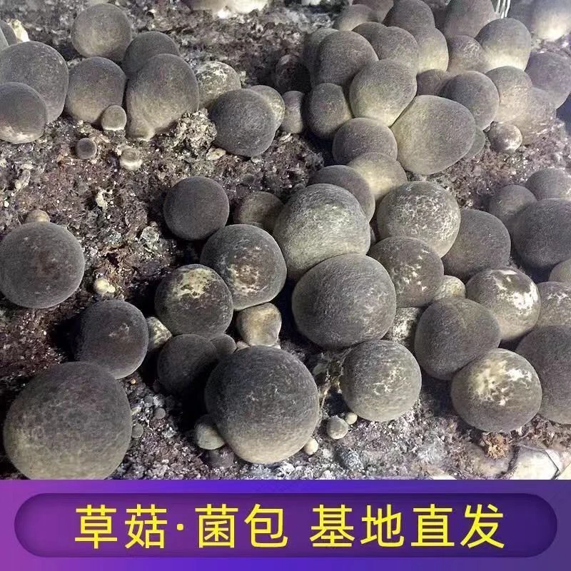 草菇菌包不出包赔高产母种蘑菇菌种速产食用菌菌包阳台盆栽种植