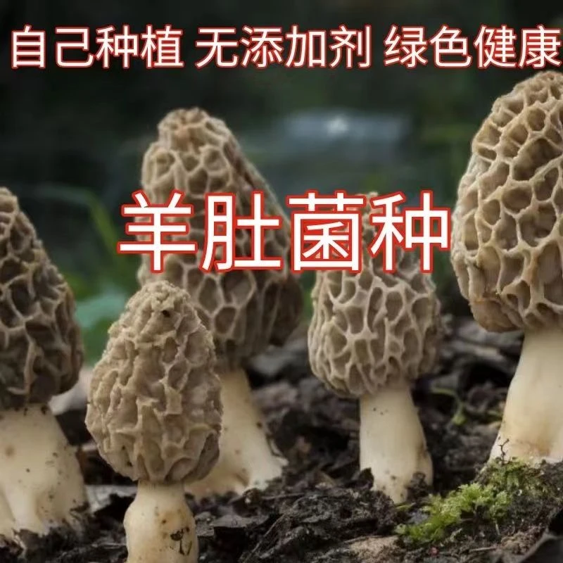 野生新款羊肚菌高产种植包人工家庭种植爆款高产食用菌羊肚蘑菌包