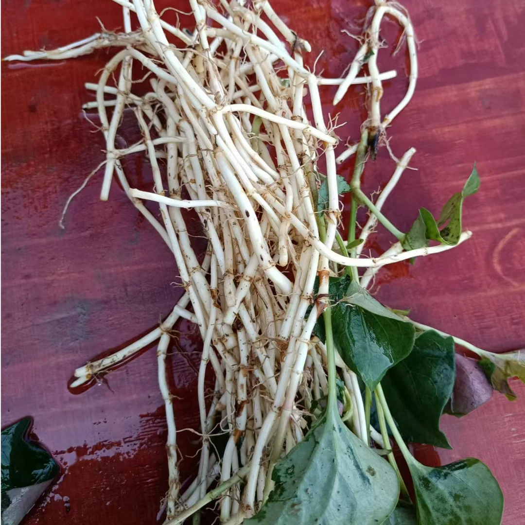 贵州传统药食同源折耳根