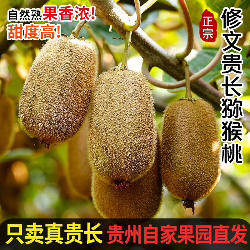 贵州修文贵长绿心猕猴桃现摘新鲜水果奇异果孕妇水果12枚