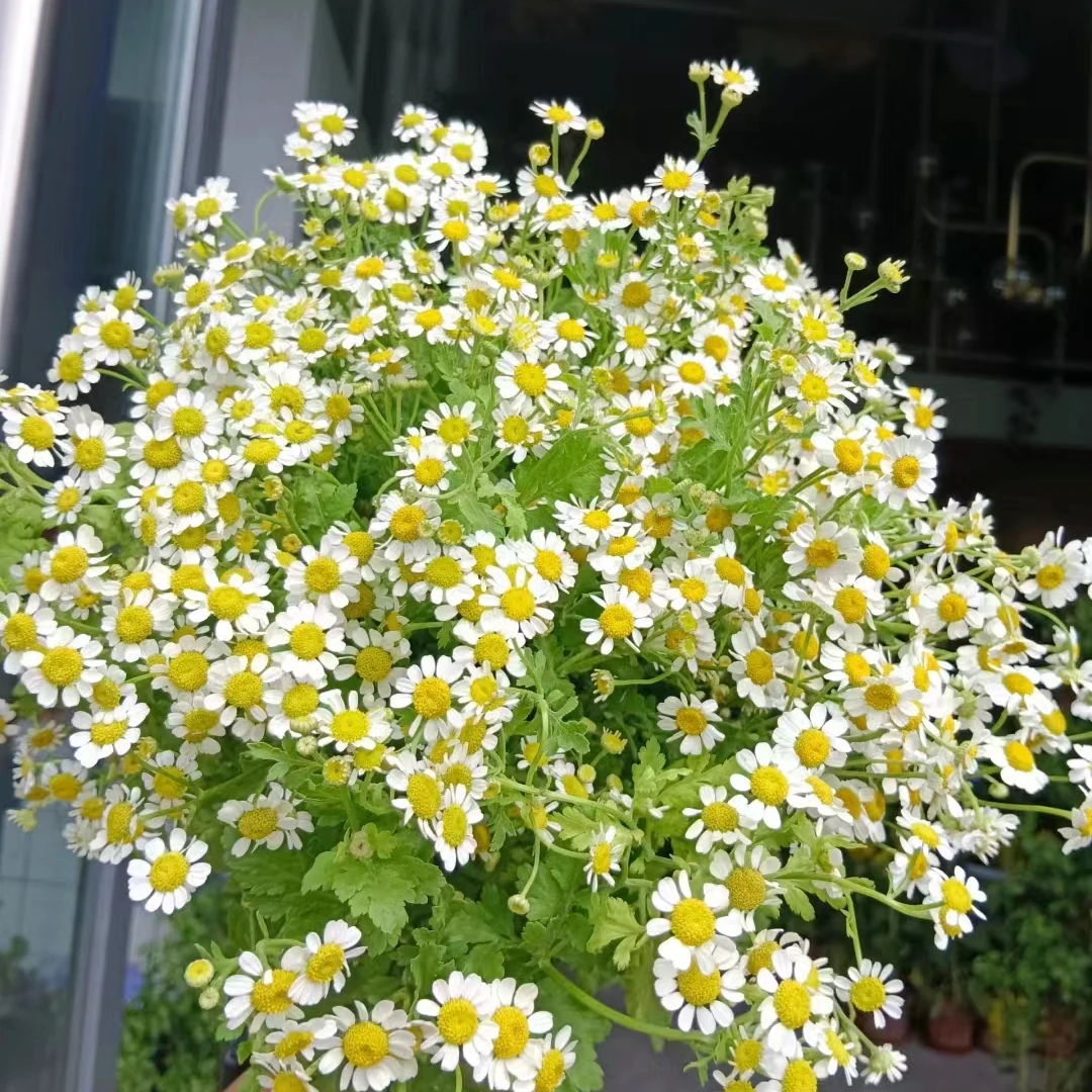 洋甘菊：云南鲜花直发，同一地址任意2单及以上送配草一份。