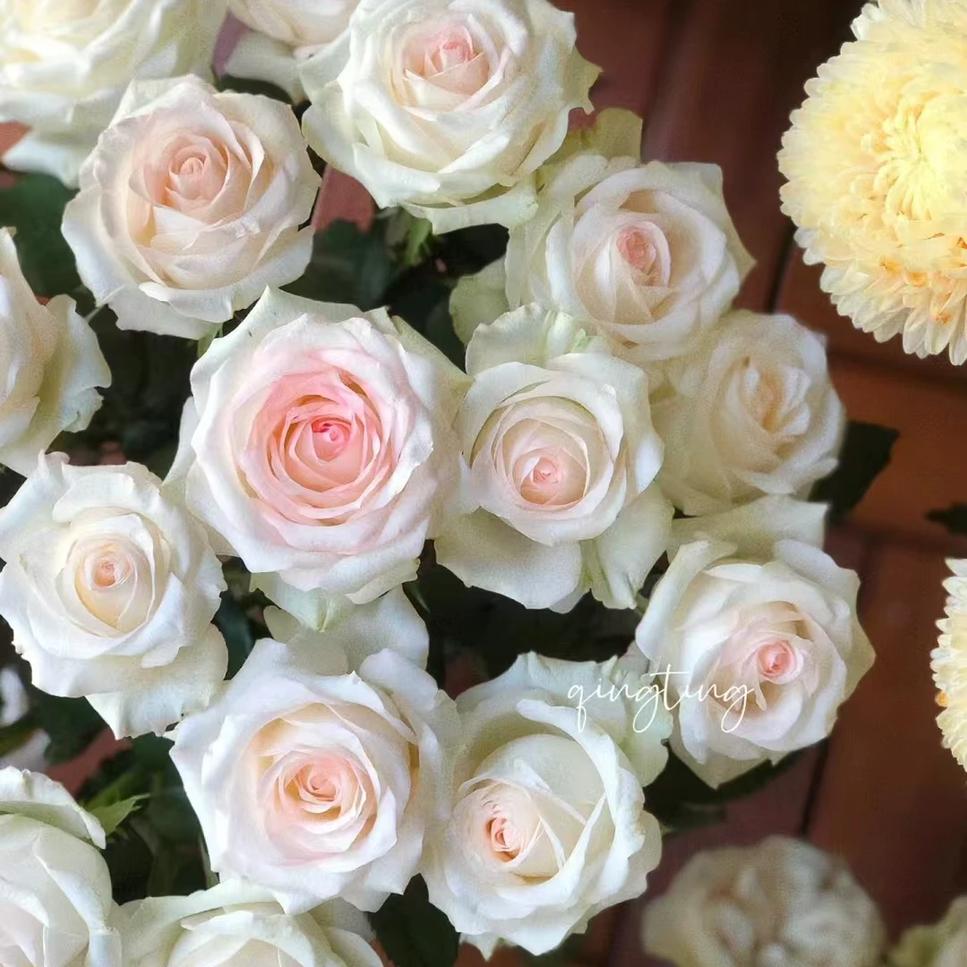 小白兔玫瑰：收到花第一时间醒花，不会找客服【教学视频】