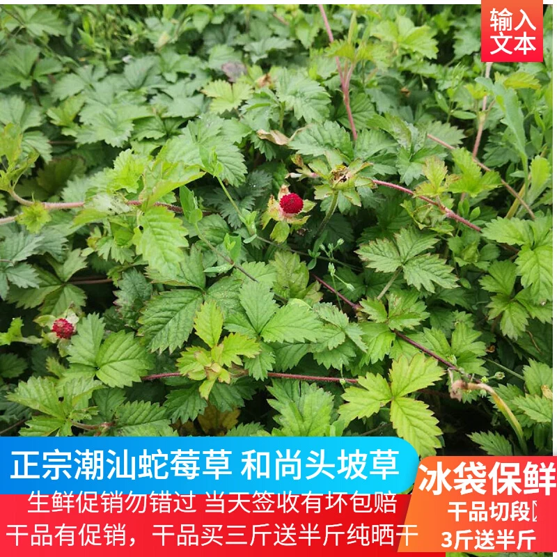蛇莓草新鲜天然和尚头坡草现采龙吐珠三叶莓三爪风