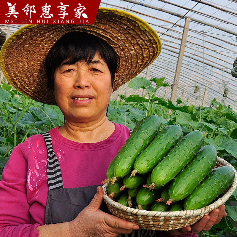 美邻惠享家大刺黄瓜旱黄瓜水果黄瓜新鲜清脆爽口产地直发SX033