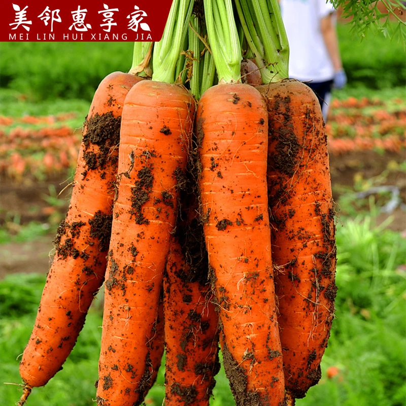 新鲜带泥胡萝卜生吃红心食用脆甜农家自种萝卜4.5斤