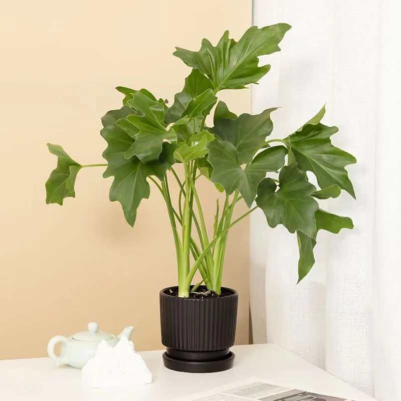 【龙鳞春羽】盆栽水培土培基地简单养护常绿阳台书桌除甲醛绿植