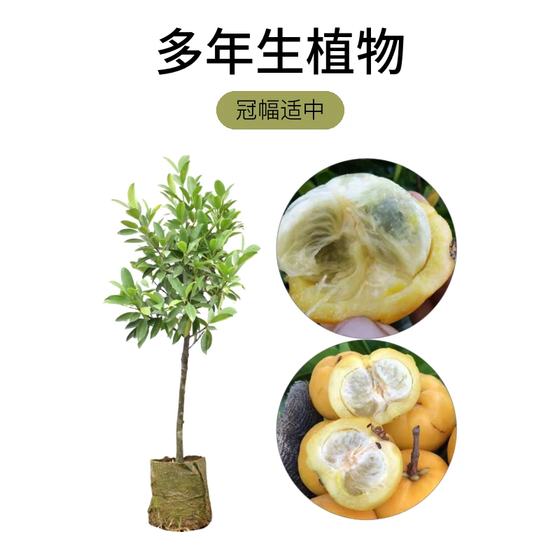 山竹树苗果树苗盆栽地栽嫁接山竹树苗当年结果南北方种植
