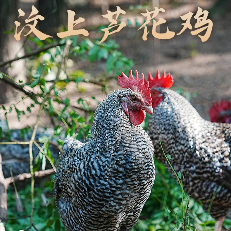 汶上芦花鸡童子鸡白条3只装，到手净重4.5斤，全国包邮