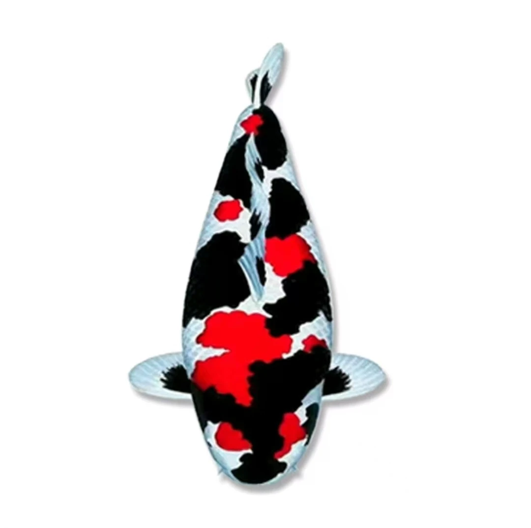 （明东推荐）精品昭和锦鲤鱼场直销顺丰发货养鱼饲养活体