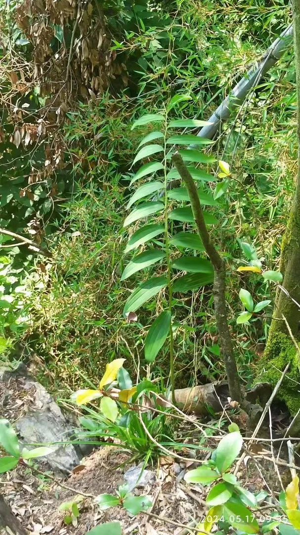 江西宜春新鲜野生野菜