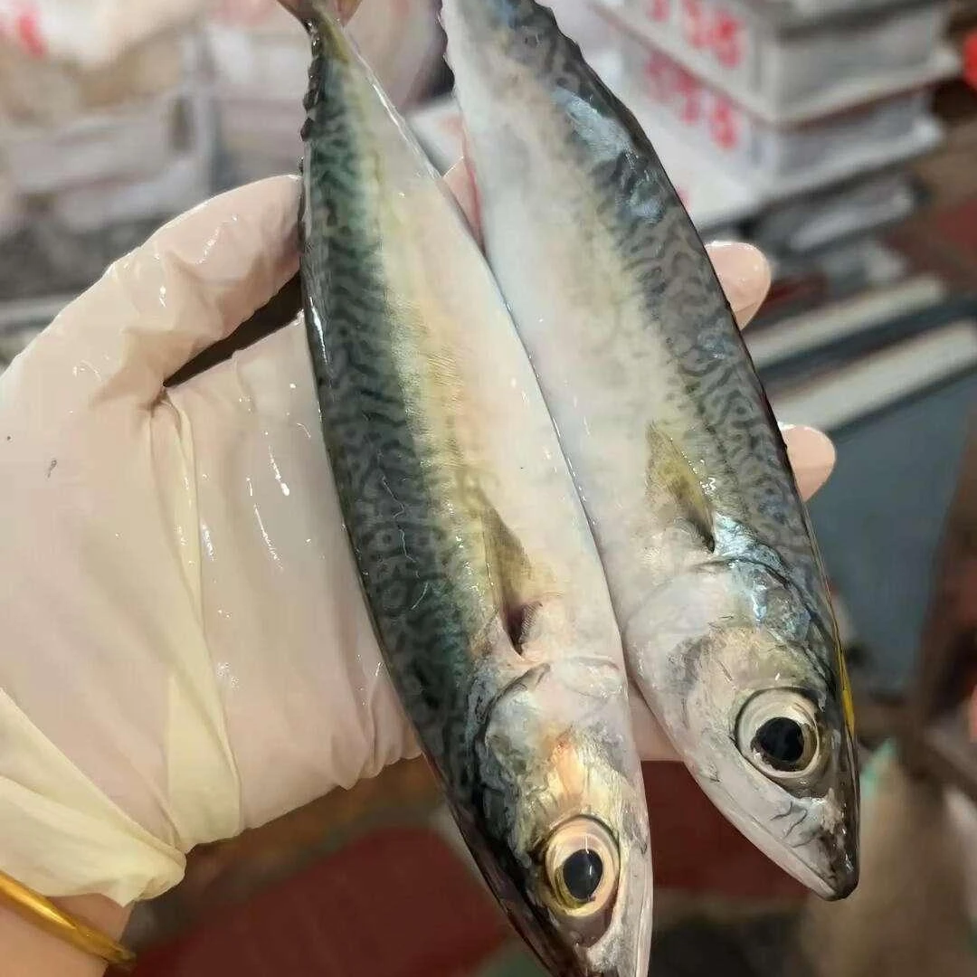 福建野生花仙鱼灯照海捕青花鱼灯光船鲭鱼青占鱼新鲜现捞海鲜