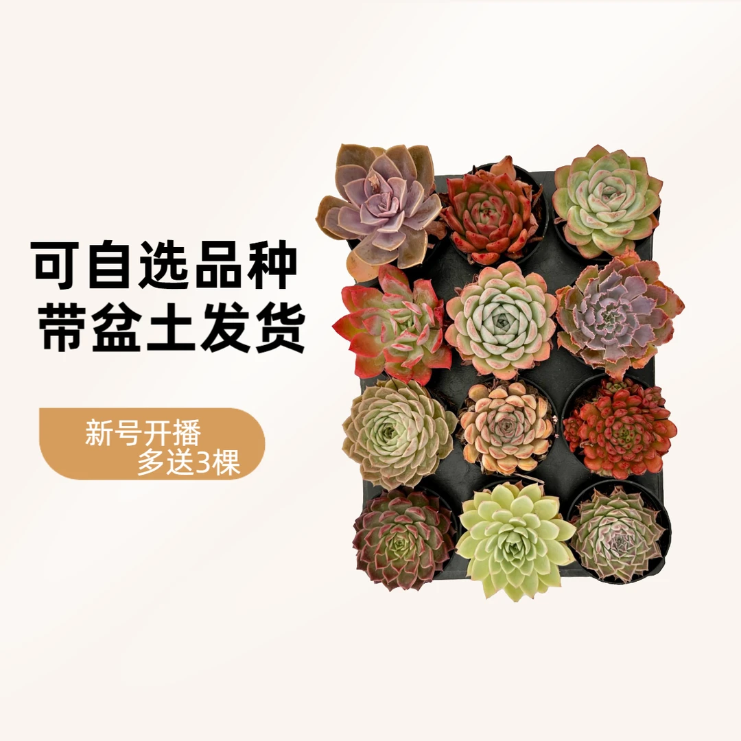 自选多肉12冠幅8cm+一单包邮带土发货0度下请拍保温
