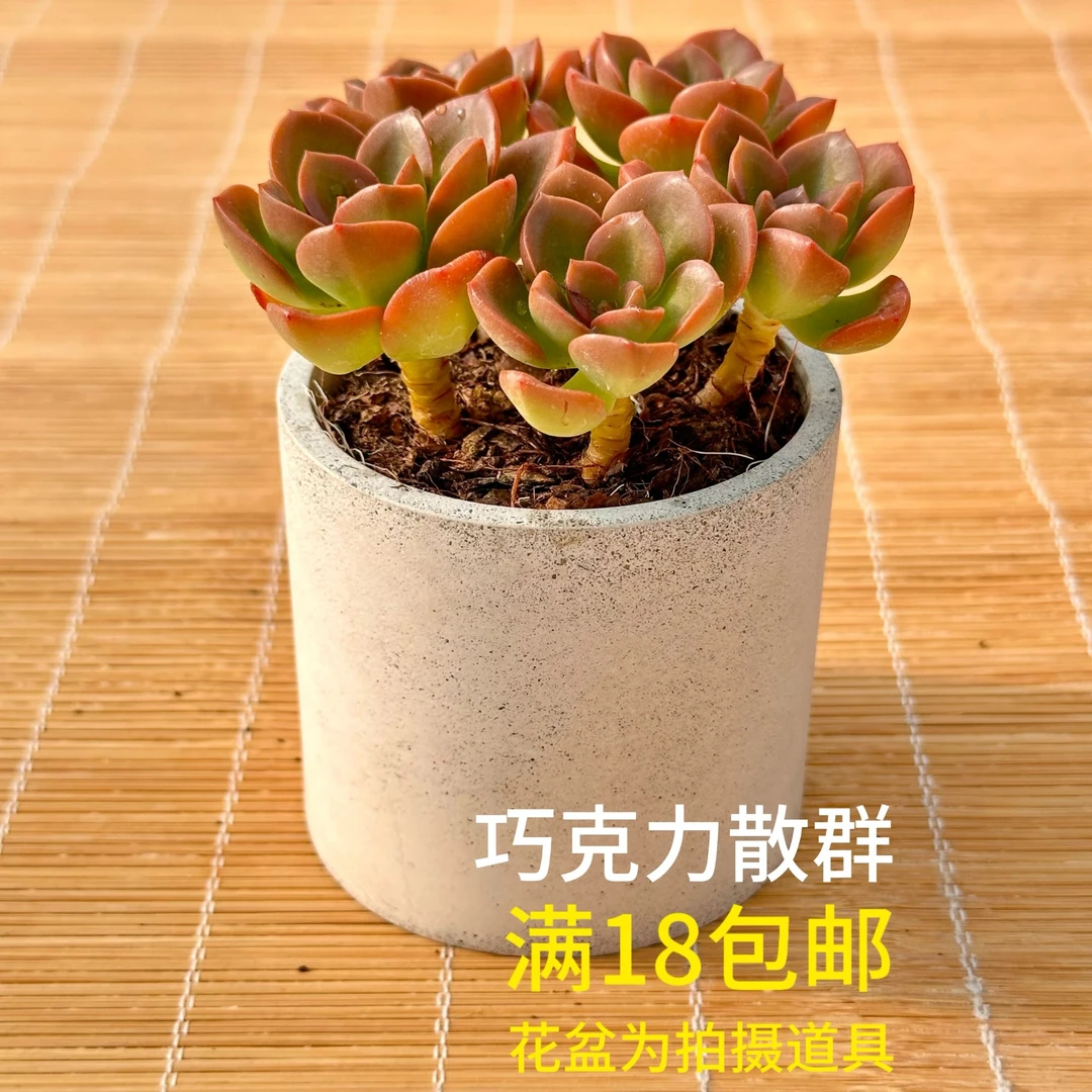 巧克力散群 多肉植物满18（发货）包邮 带原始（种植）盆土发货