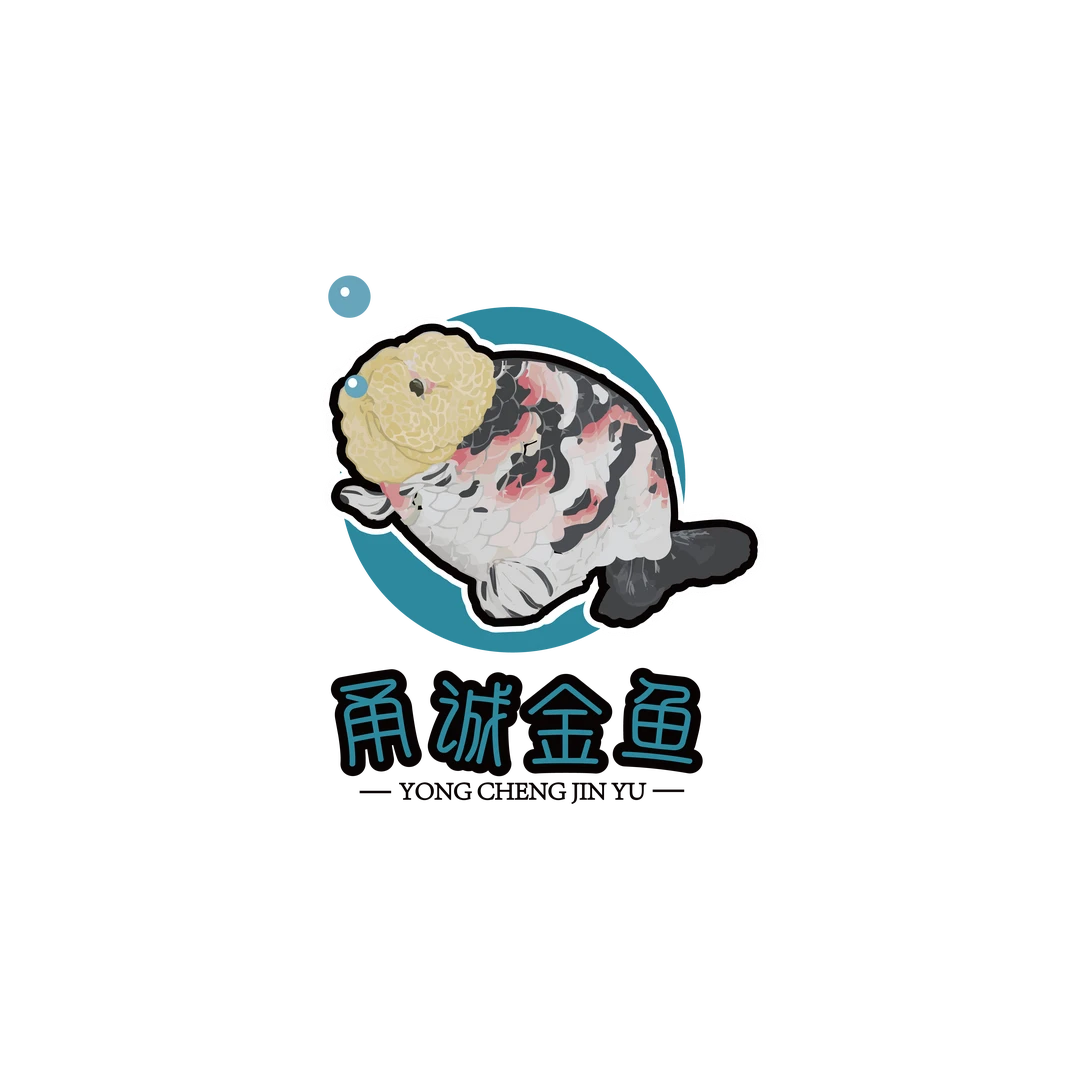 潘氏高端兰寿金鱼淡水鱼观赏鱼，直播专播，私拍不发