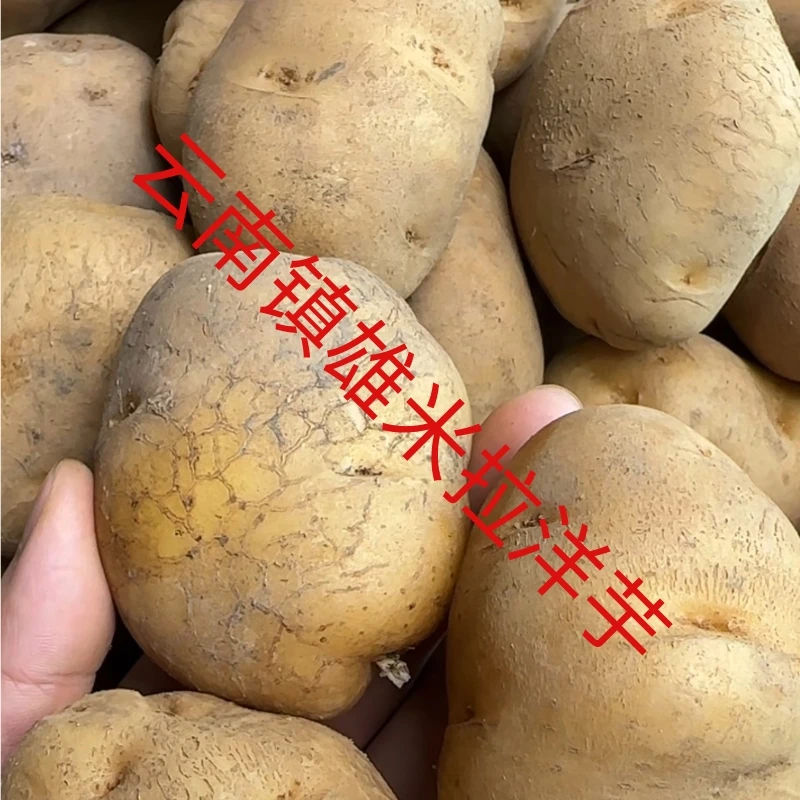 镇雄黄心米拉洋芋5斤/10斤包邮——农家种植