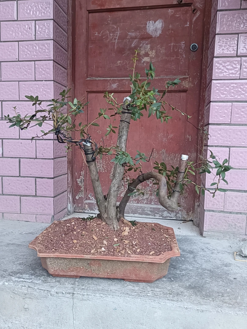 精品映山红盆景盆栽