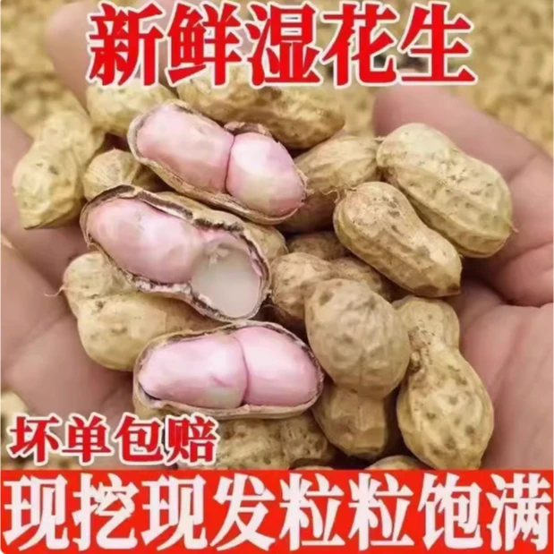 河南固始当季带皮花生湿花生带壳新鲜花生粉皮现挖现发小粒泥花生