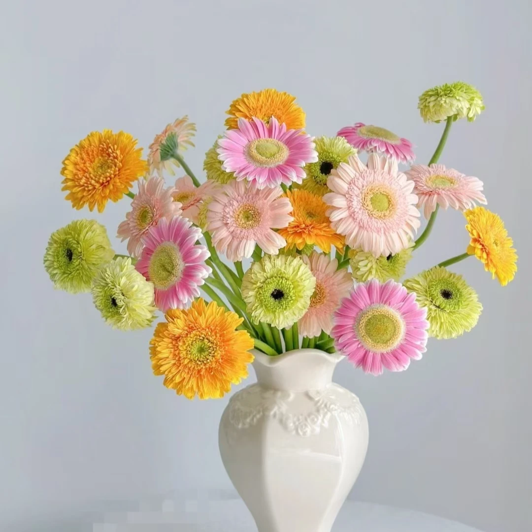 重瓣非洲菊太阳花弗朗花扶郎花非洲菊颜色丰富随机不指定