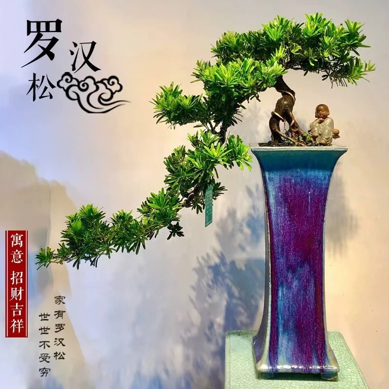 悬崖高端盆景室内室外各种造型盆景微景观好养绿植盆景 一物一拍