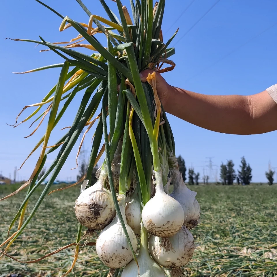 【丝路骄子】新疆蔬菜皮牙子白洋葱5斤±100g/箱（6-12个）